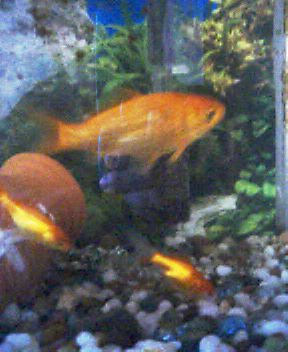 金魚