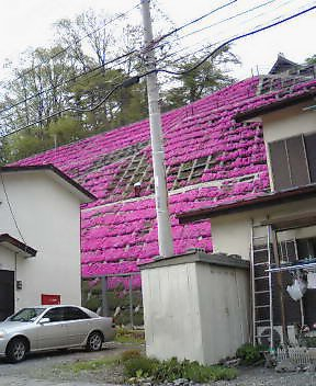 芝桜
