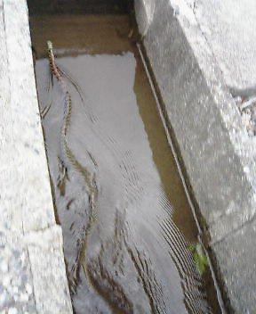 夏の風物詩