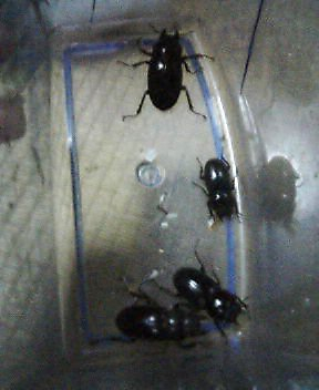 今日の虫とり…。