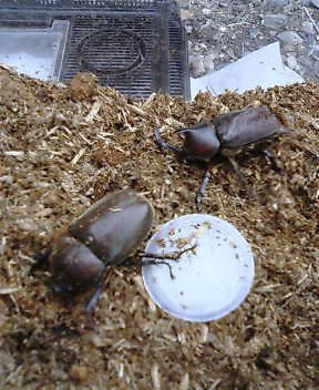 カブトムシ