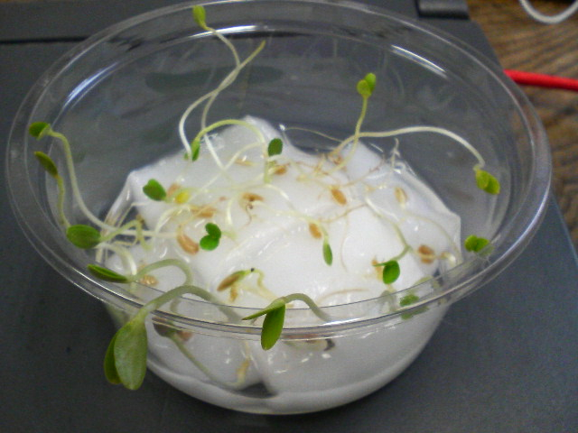 発芽