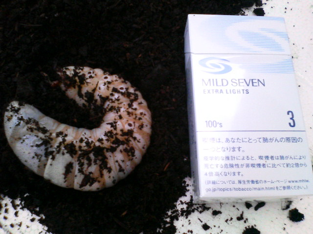 こんなんでました。