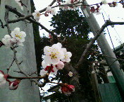 春爛漫