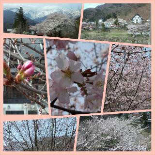 桜
