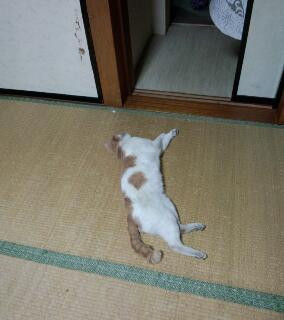 踏みつぶすって。
