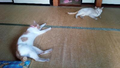 猫だらけ
