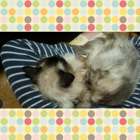猫だらけ