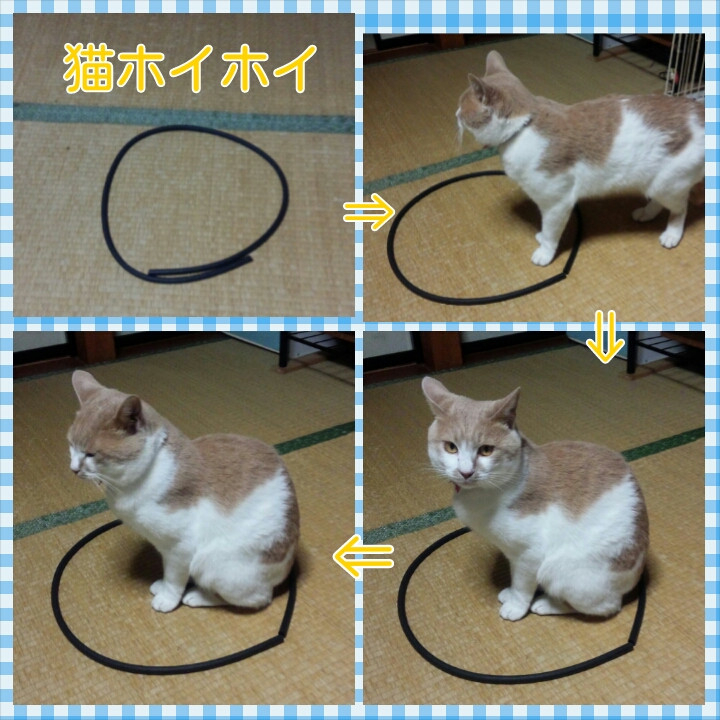 猫ホイホイ