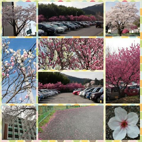 桜満開
