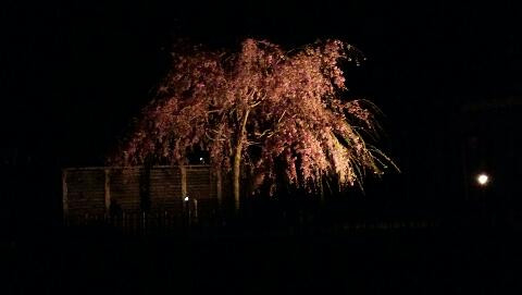 しだれ桜