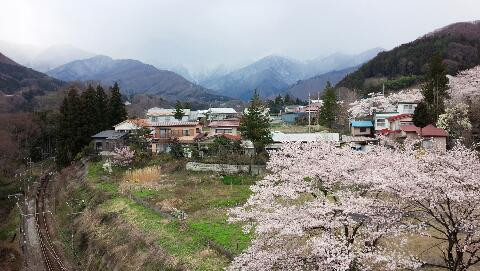 雪と桜