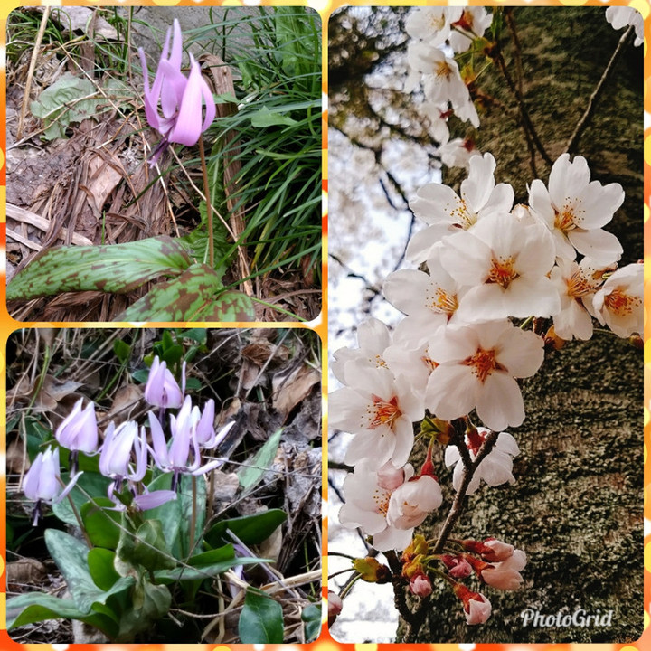 カタクリの花